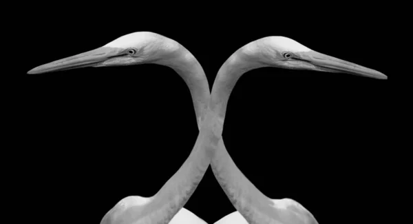 Dois Oriental Grande Egret Bird Closeup Face — Fotografia de Stock