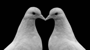 Güzel İki Güvercin Siyah Arkaplanda Öpüşüyor