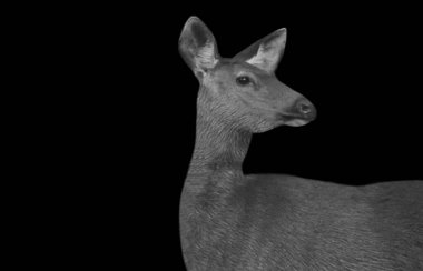 Siyah Sambar Geyik Kapanış Yüzü