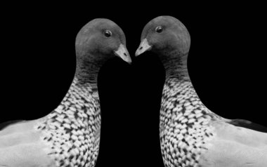 İki Şirin Siyah ve Beyaz Avustralya Ağaç Ördeği Yakın Çekim Yüzü