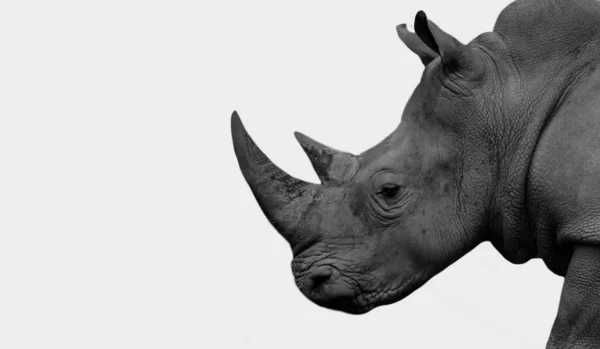 Grande Corno Rhino Primo Piano Faccia Bianco Sfondo — Foto Stock