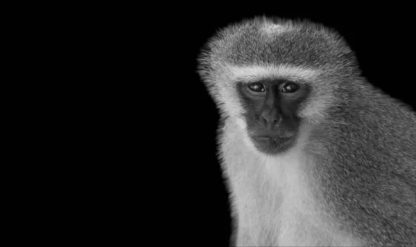 Söt Vervet Monkey Närbild Ansikte — Stockfoto