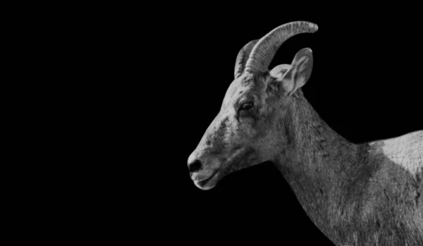 Sierra Nevada Bighorn Får Närbild Ansikte Svart Bakgrund — Stockfoto