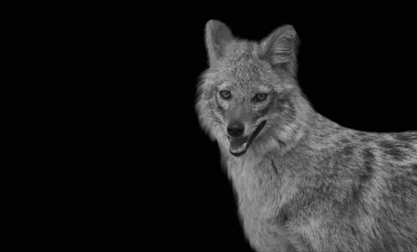 Porträt Wolf Vor Schwarzem Hintergrund — Stockfoto