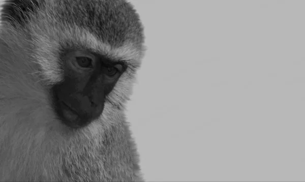 Foto Macaco branco e marrom na fotografia de perto – Imagem de Bronx grátis  no Unsplash