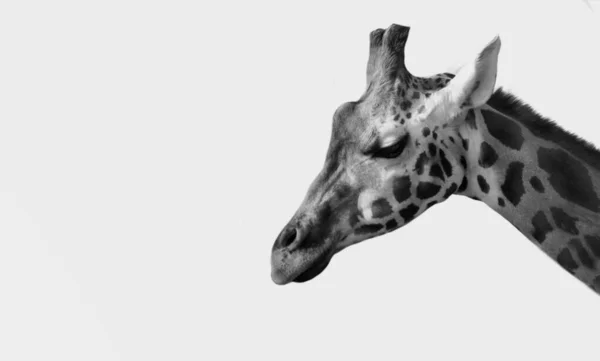 Schöne Traurige Giraffe Grauen Hintergrund — Stockfoto