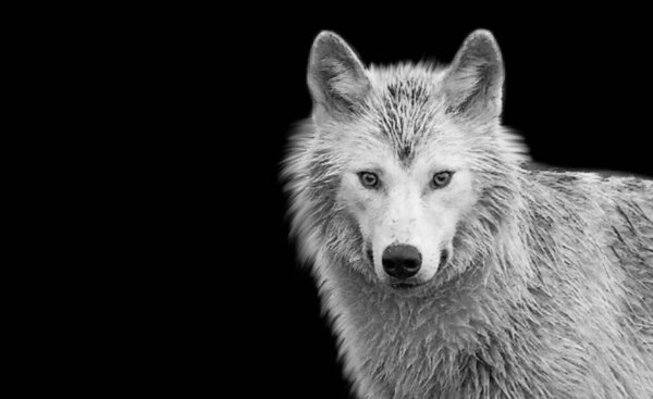 Cute White Wolf Closeup Face In The White Black Background
