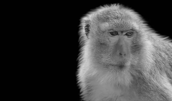 White Monkey Nahaufnahme Gesicht Schwarzen Hintergrund — Stockfoto