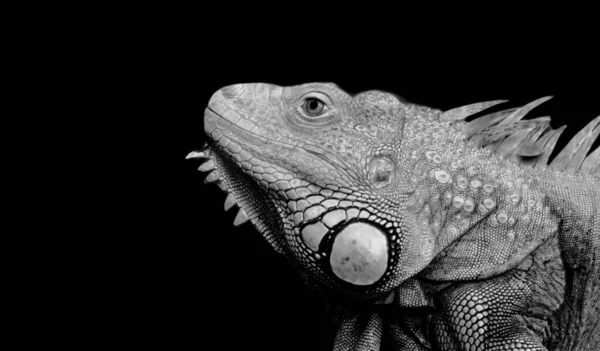 Preto Retrato Iguana Closeup Face — Fotografia de Stock