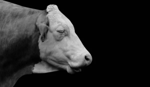 Black White Portrait Cow Black Background — 스톡 사진