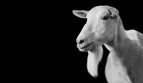 Nettes Weißes Ziegengesicht Schwarzen Hintergrund — Stockfoto