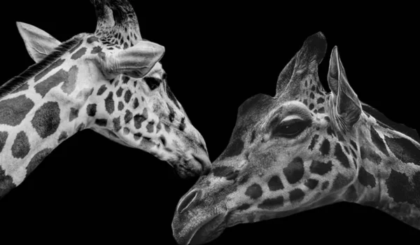 Güzel Zürafa Çifti Birbirlerine Sevgiler