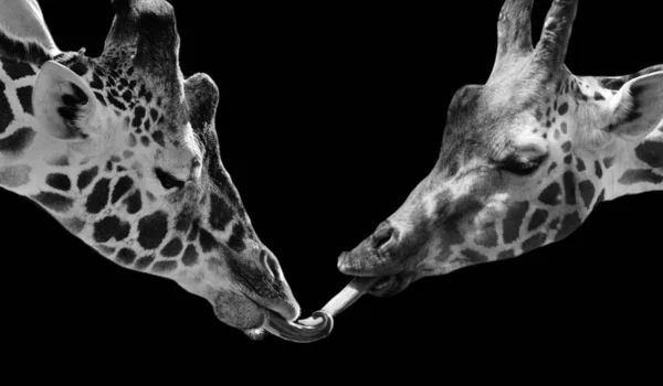 Two Giraffe Kissing Black Background — 스톡 사진