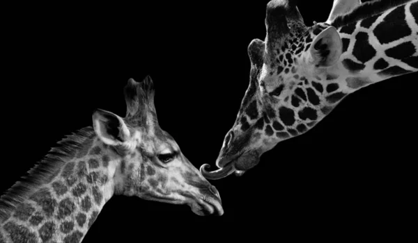 Mãe Girafa Beija Seu Bebê Bonito Girafa — Fotografia de Stock