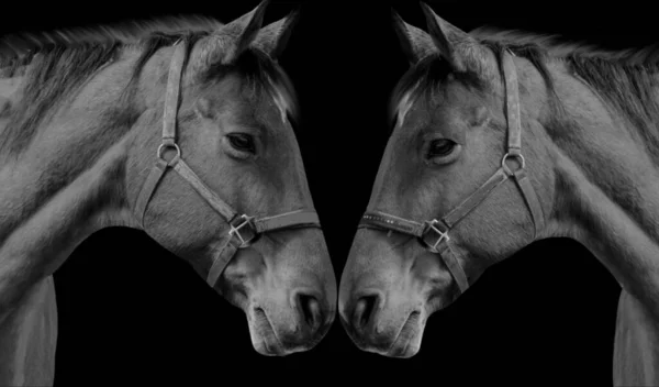 Beautiful Cute Couple Horse Loving Together Black Background — 스톡 사진