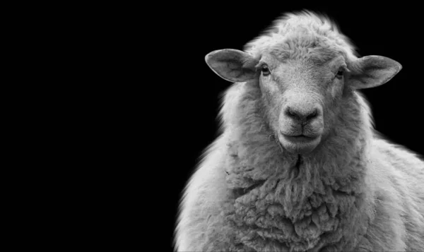 Schattig Schaap Staande Zwarte Achtergrond — Stockfoto