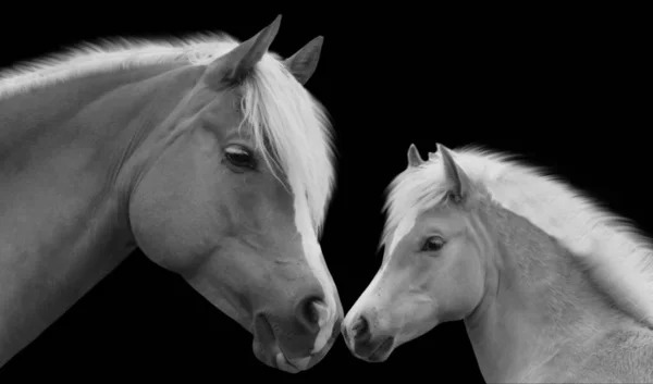 Mother Baby Horse Black Background — Stock Photo, Image