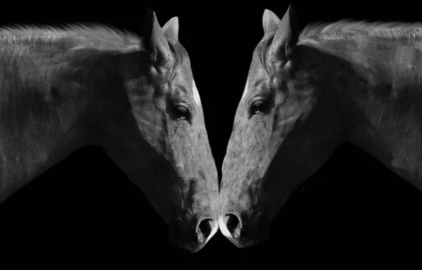 Two Cute Horse Close Each Other — 스톡 사진
