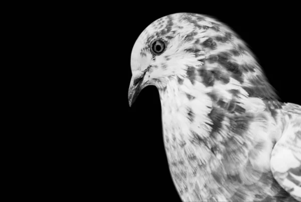 Black White Spotted Pigeon Closeup Face — 스톡 사진