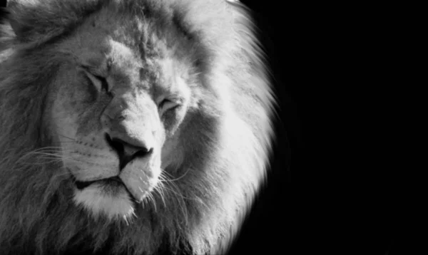 危险的狮子闭上了黑色背景中的眼睛 — 图库照片