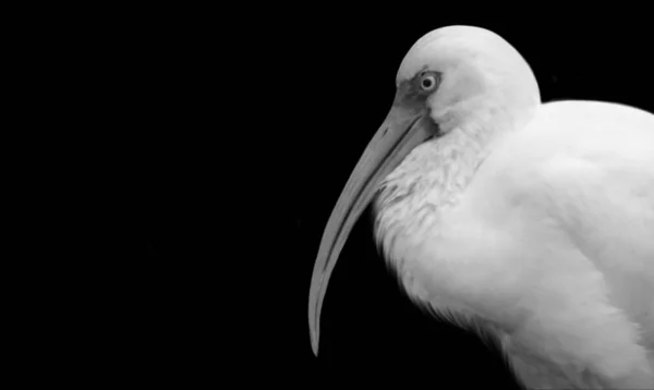 White Ibis Bird Caup Face — стоковое фото