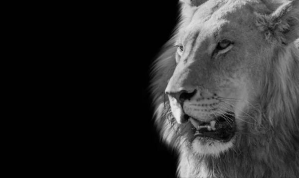 Angry Black White Lion Roaring Black Background — Stock Photo, Image