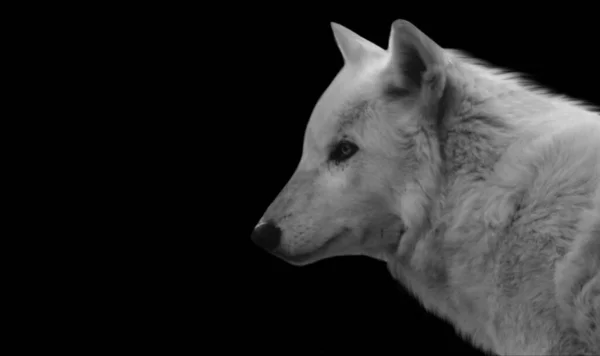 Beautiful Portrait White Wolf Black Background — 스톡 사진