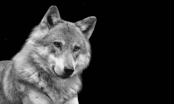 Beautiful Eurasian Wolf Sitting In The Black Background