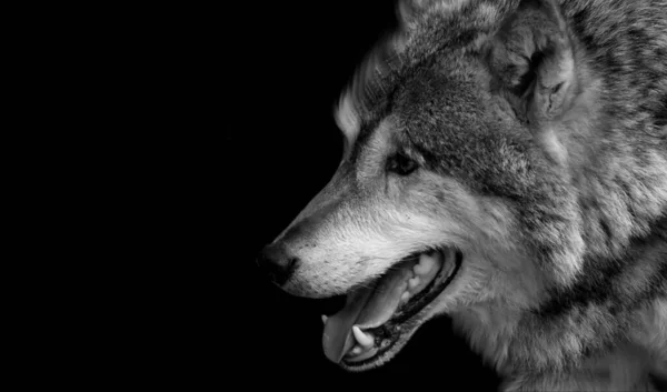 Black White Eurasian Wolf Black Background — Stock Photo, Image