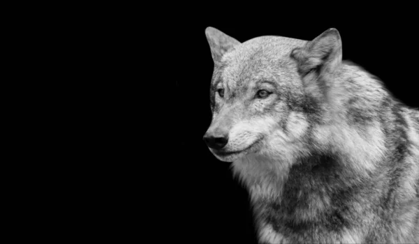 Black White Eurasian Wolf Closeup Face — Stock Photo, Image