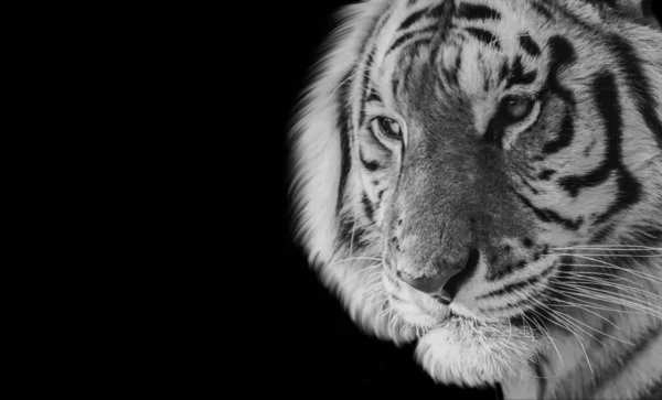 Belle Noir Blanc Tigre Gros Plan Visage — Photo