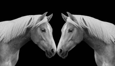 Siyah Arkaplanda İki Siyah ve Beyaz At Yakın Çekim