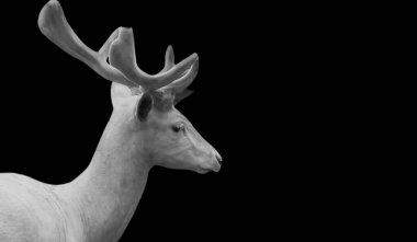 Güzel Beyaz Geyik Kapanış Yüzü