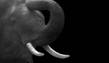 Kızgın Siyah ve Beyaz Fil, Siyah Arkaplanda Yakın plan Yüzü