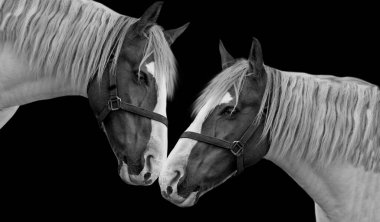 Güzel İki Şirin At Yakın Çekim Yüzü