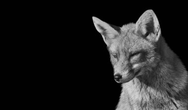 Siyah ve Beyaz Tilki Siyah Arkaplanda Rahatlıyor