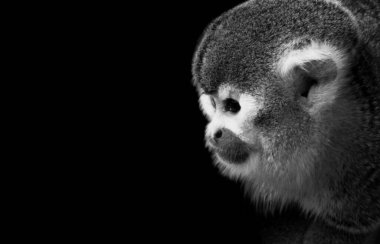 Şirin Küçük Sincap Maymun Kapanış Yüzü