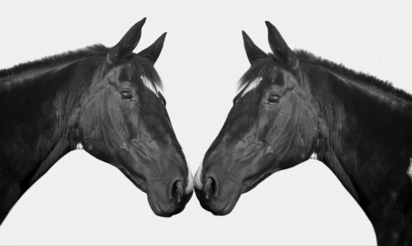 白い背景の中に黒いカップルの2頭の馬のクローズアップ顔 — ストック写真