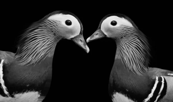 Two Beautiful Duck Close Together Black Background — Stock Photo, Image