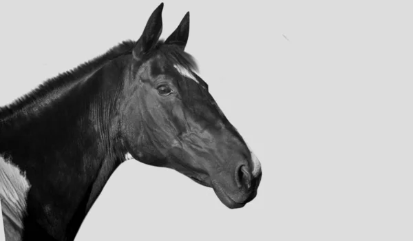 白い背景に黒い馬のクローズアップ顔 — ストック写真