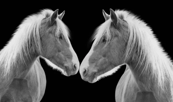 Dos Pareja Caballo Con Grande Cabello Oscuro Negro Fondo —  Fotos de Stock