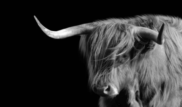 Big Horn Highland Cattle Closeup Face — Stock Photo, Image