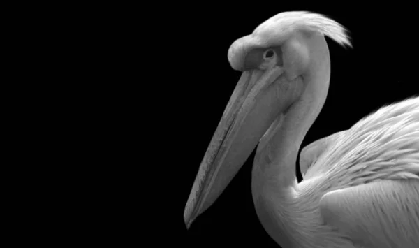 黒と白の偉大な白のペリカン鳥の顔 — ストック写真