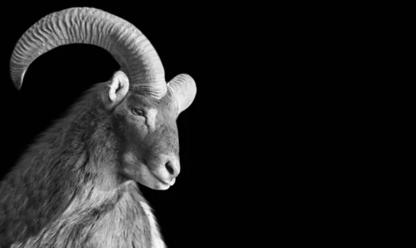 Mouflon Noir Blanc Gros Plan Visage Dans Fond Noir — Photo