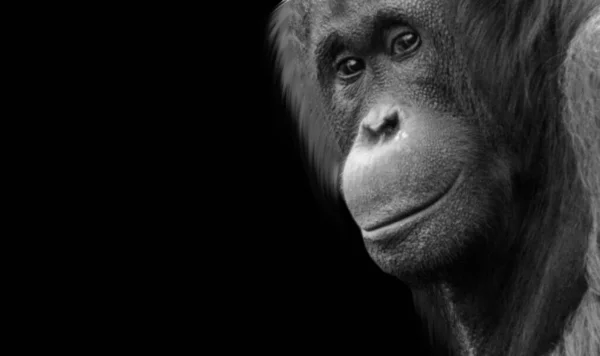 Stor Hår Orangutang Närbild Svart Bakgrund — Stockfoto