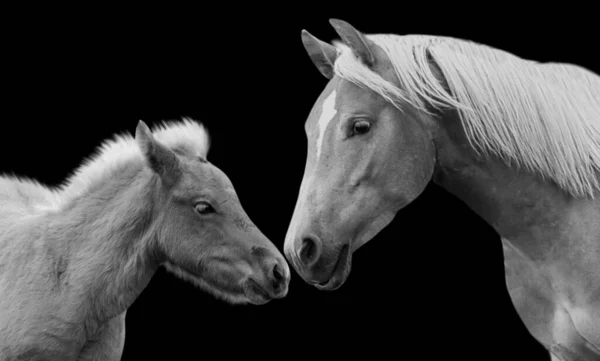 Μητέρα Και Μωρό Άλογο Closeup Στο Μαύρο Φόντο — Φωτογραφία Αρχείου