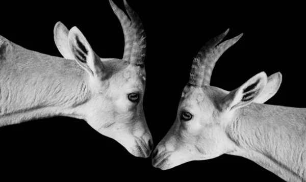 İki Nübyeli dağ keçisi Siyah Arkaplanda Yakın