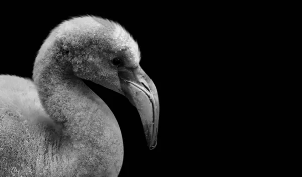 Siyah Beyaz Flamingo Siyah Arkaplanda Yakın Çekim Yüzü — Stok fotoğraf