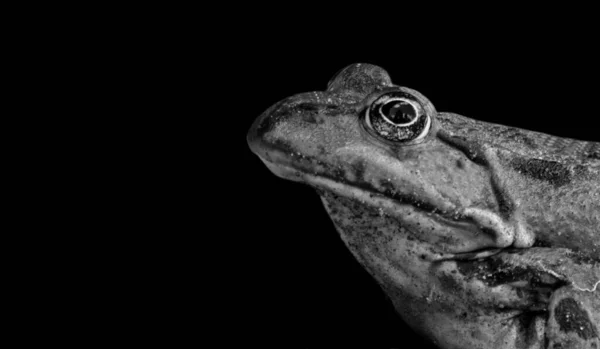 Rana Guardando Primo Piano Faccia Nero Sfondo — Foto Stock