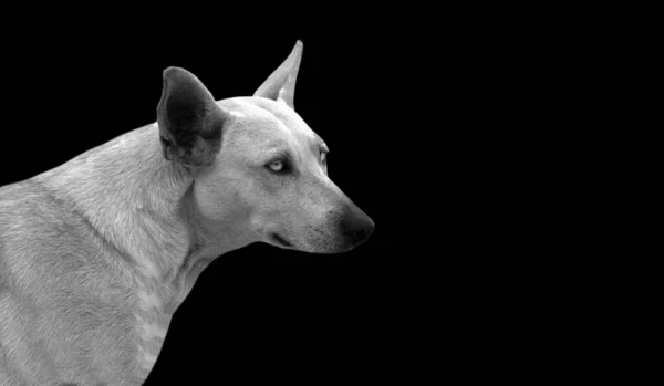 Perro Blanco Sentado Fondo Negro — Foto de Stock